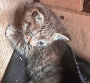 В Смоленске спасли больного котёнка, выброшенного хозяевами